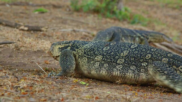 close-up of a monitor lizard resting on the ground amid dry foliage. The lizard displays intricate patterns on its skin, blending into its natural environment. Shallow depth of field captures the tran