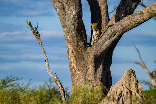 beautiful male leopard in tree trunk looking at photographer at. moremi game reserve