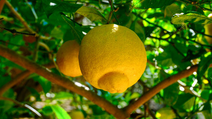 Close-Up of Ripe Sicilian Lemon on Tree in Sunlight – Organic Citrus Fruit with Unique Shape Among Green Leaves, Fresh and Natural in Summer Orchard, Mediterranean Garden Vibes