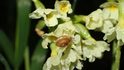snail on a flower © Павел левкович