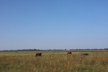 cows in the field