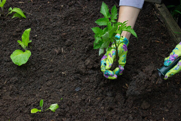 Farmer planting tomatoes in the garden. Planting a plant.