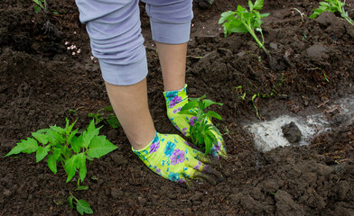 Farmer planting tomatoes in the garden. Planting a plant.