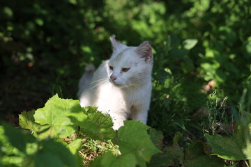 rural cat in the garden