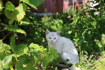 rural cat in the garden