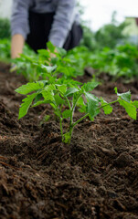 Farmer planting tomatoes in the garden. Planting a plant.