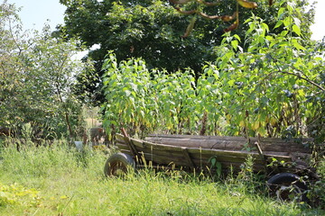 wagon on a grass in a garden