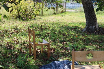 apples in the orchard on a wooden chair