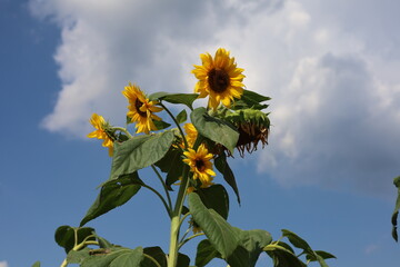 sunflower in the sky