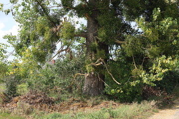 tree in the village near the road