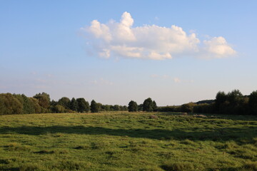 summer landscape with trees and clouds