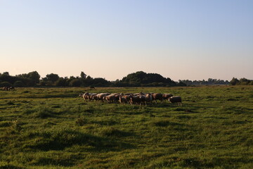 herd of sheep
