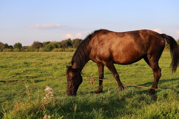 horse in the field