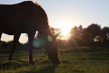 horse in the field in the sunset