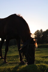 horse in the field
