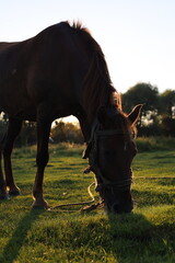 horse on the meadow