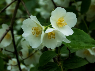 Charming White Mock Orange Flowers with Golden Centers