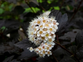 Dark-leafed Ninebark Shrub with Delicate White and Yellow Blooms