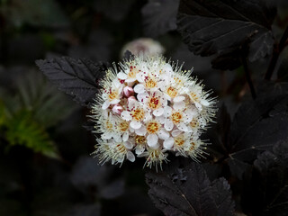 Unique White Ninebark Flower Against Dark Foliage