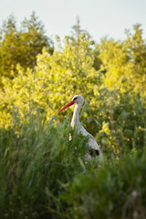 Photo of a stork in the grass.