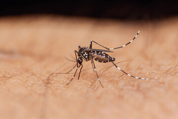 Asian tiger mosquito sucking blood from human skin