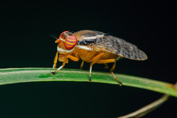 Signal fly perching on green leaf in dark background