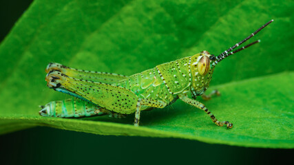 Green grasshopper standing on a green leaf