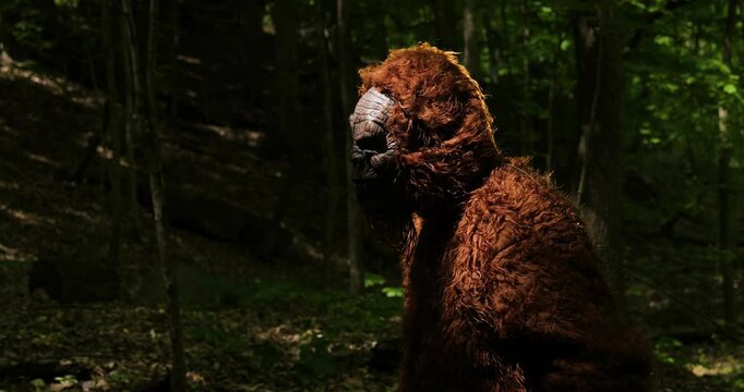 Bigfoot sasquatch grassman, cryptid wanders the woods