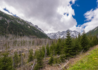 Scenic landscape of the Tatra Mountains in Poland with lush coniferous forest under blue  sky with some clouds