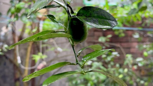 Small Unripe Fruit Hanging on a Branch in a Lush Garden