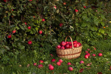 Autumn apple harvest in orchard
