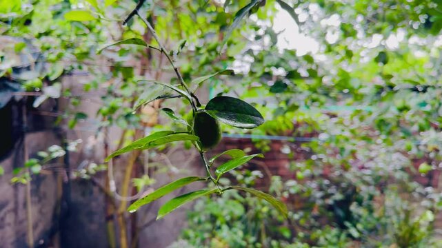 Close-up of a Tiny Citrus or Jujube Fruit in the Backyard

