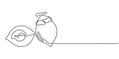 betel nut vector continuous one line drawing, Vector illustration, dried betel nut, also known as areca nut, scientific name Areca catechu, isolated on white background, Vector illustration, green.