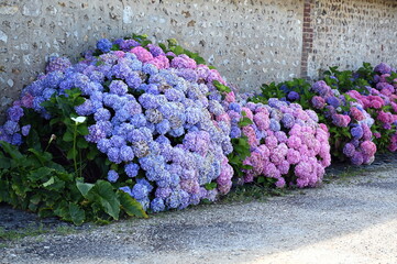 Hortensien in der Normandie
