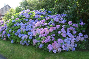 Hortensien in der Normandie