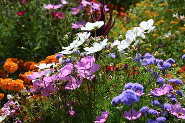 Sommerblumenbeet