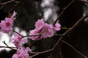 Spring blossom of pink sakura cherry tree in the garden