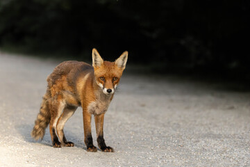 Fototapeta premium red fox
