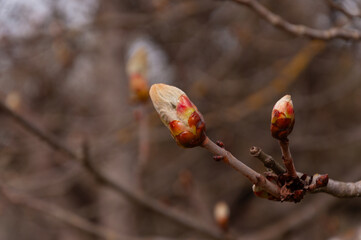 Fototapeta premium Macro image of Magnolia buds in early Spring