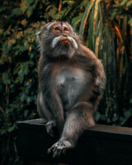 Monkey Bali