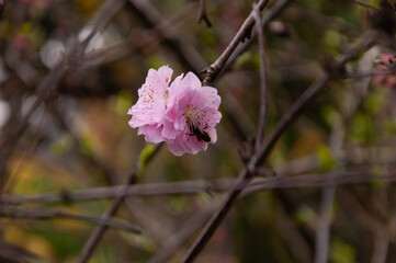 Spring blossom of pink sakura cherry tree with bee on it in the garden
