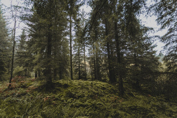 Autumn forest in Scotland after the rain