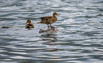 Yellow-billed long-tailed duck at sea