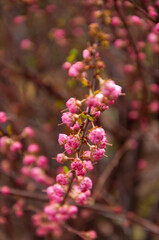 Selective focus of beautiful branches of pink flowers on the tree, Nature floral background.