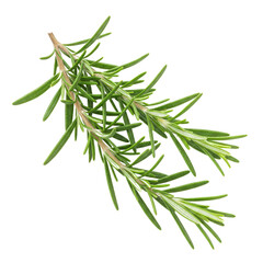 Fototapeta premium Fresh rosemary branch on a transparent background for culinary use 