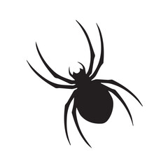 black spider isolated on white background, spider isolated on white background