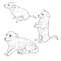 A small pet dog, a set of pet sitting and lying, a sketch in black and white ink. Vector illustration. A lap dog, a puppy, isolated on a white background. The drawing is made in a simple style