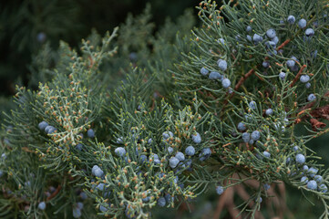 Beautiful bush of a juniper with berries in spring garden
