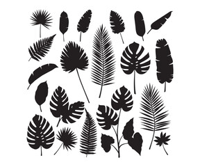 Black silhouettes of tropical leaves. A collection featuring palm and other large jungle leaves. Design and print elements.