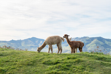Fototapeta premium Adorable alpacas grazing peacefully on a sunny farm day.